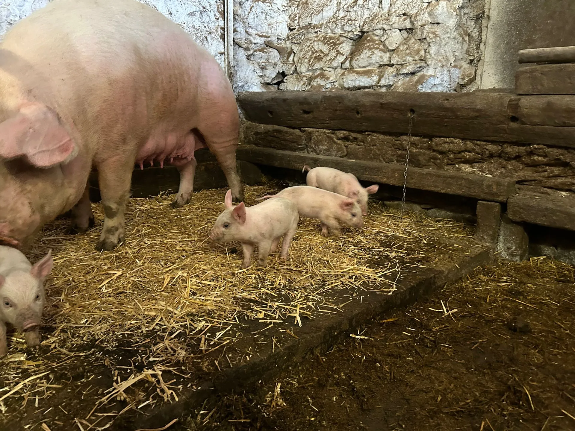 Mutterschwein mit Ferkeln