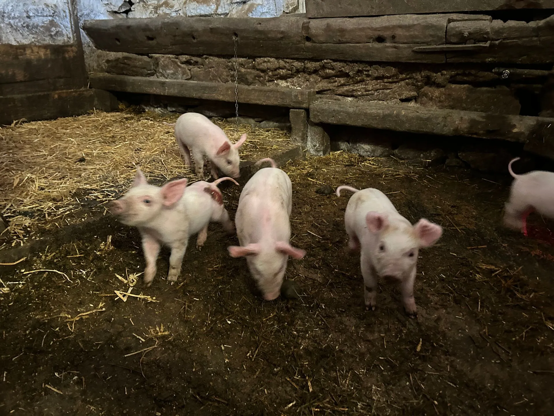 Ferkel im Stall