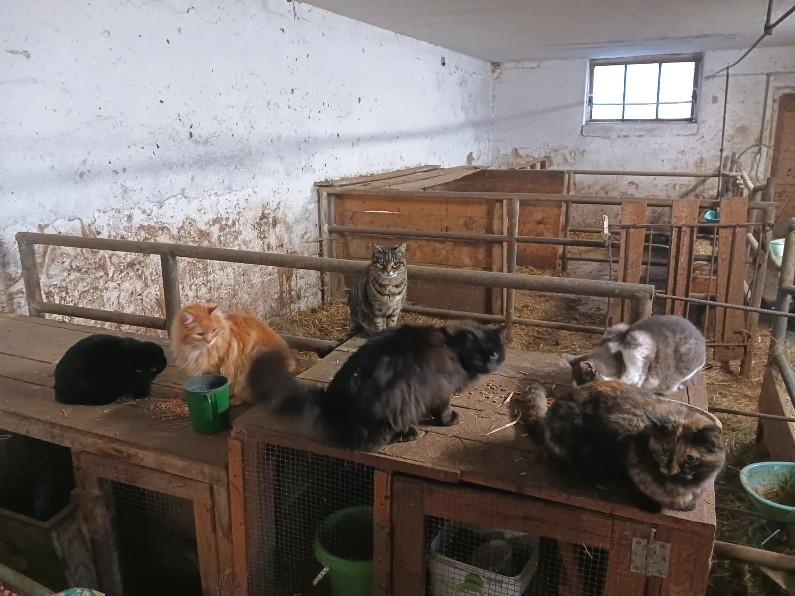Hofkatzen im Stall