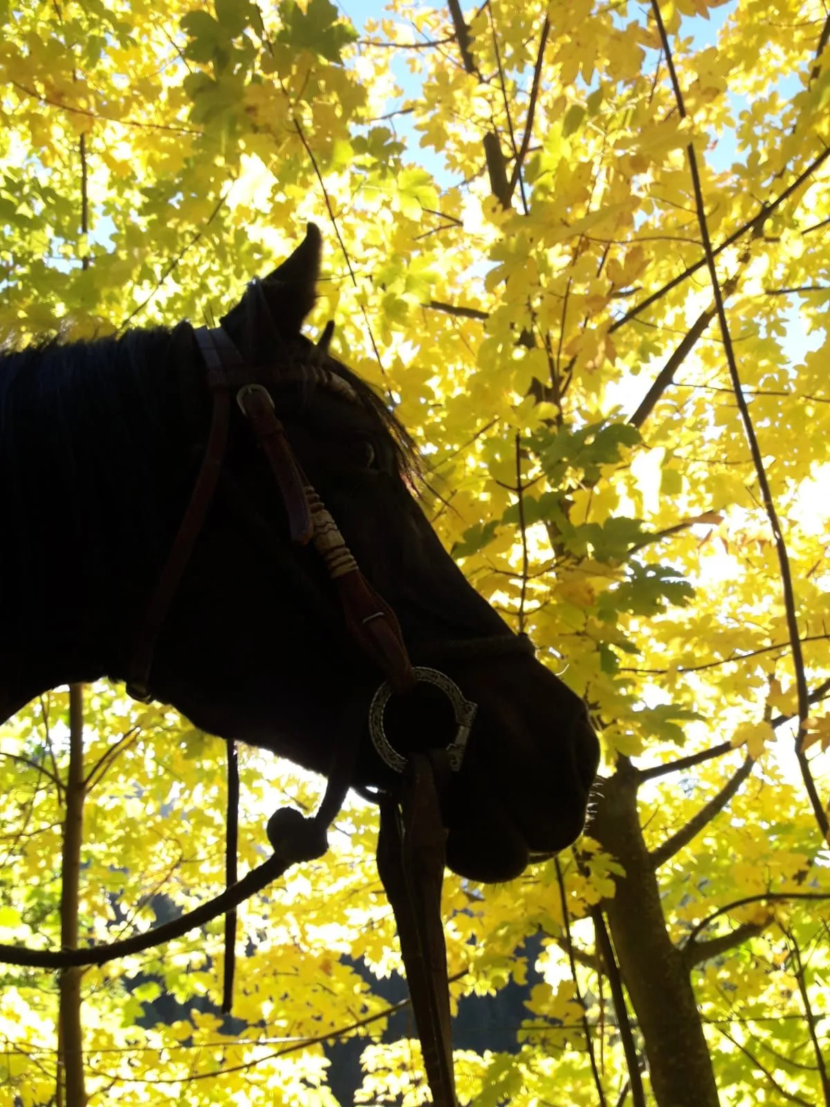 Pferd vor Herbstlaub