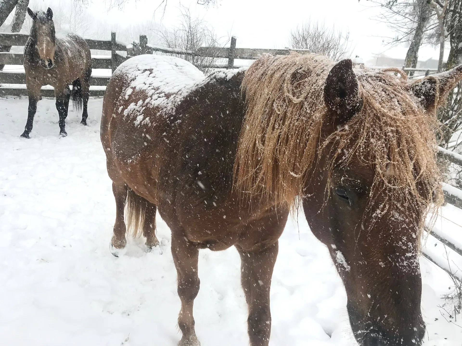 Pferde im Schnee