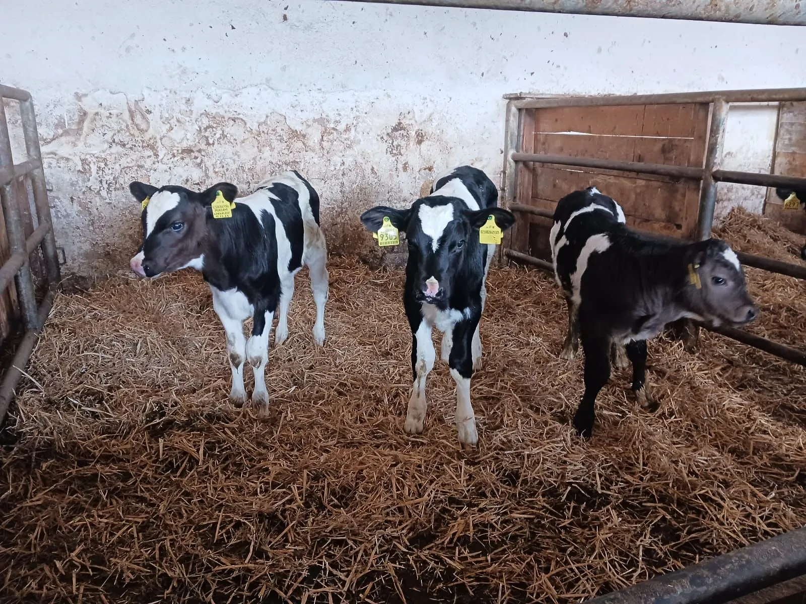 Kälber im Stall