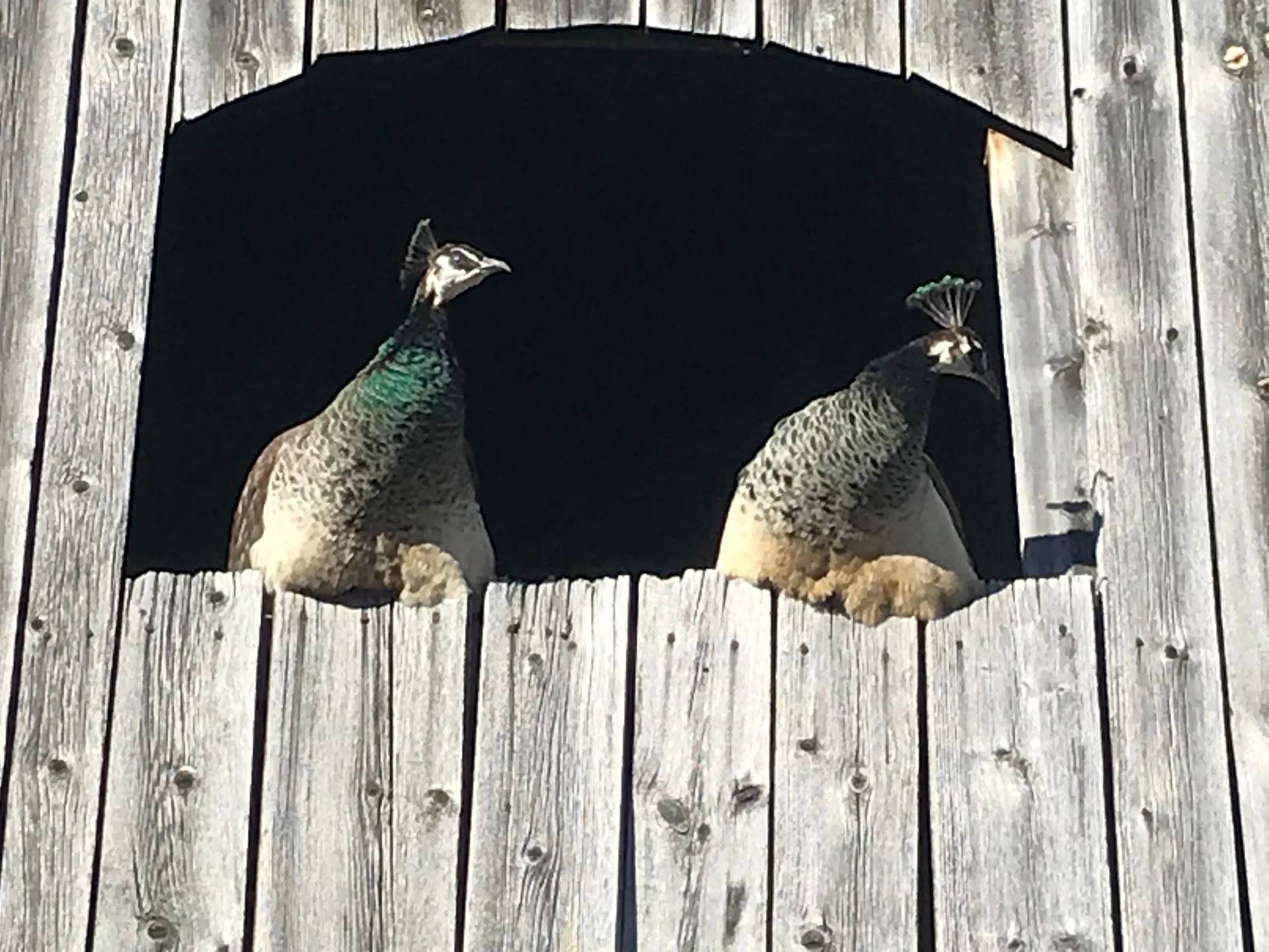 Pfauen am Stallfenster