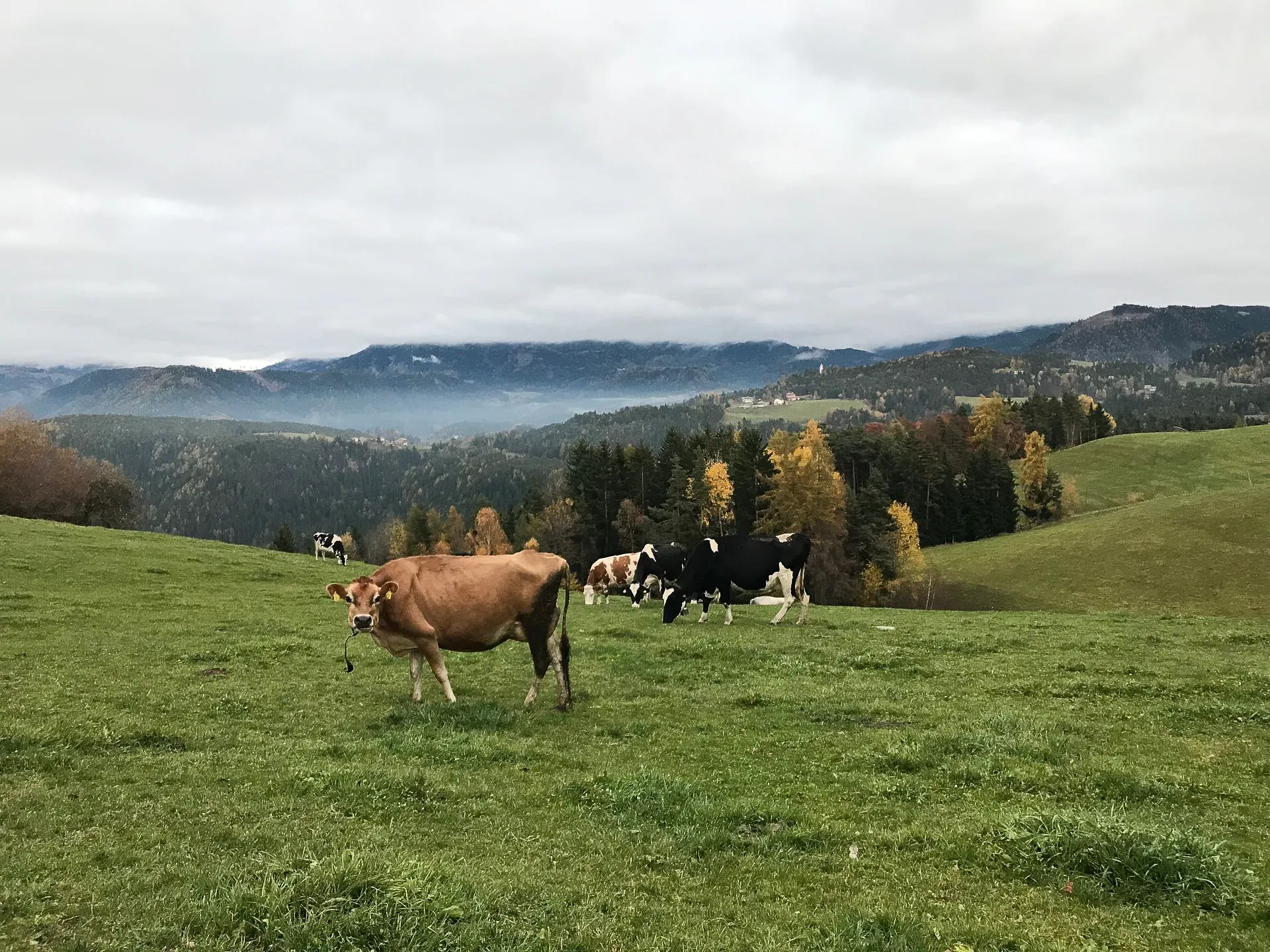 Kühe auf der Weide mit Bergblick
